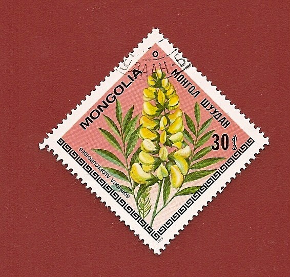 Flora de Mongolia - Flores - Sophora Alopecuroides