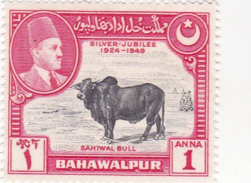 Sahiwal Bull-BAHAWALPUR