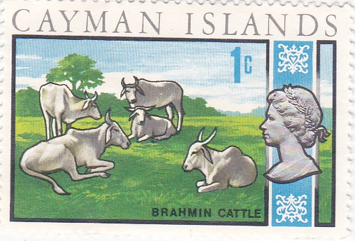 ganado brahmín-CAIMAN ISLANDS