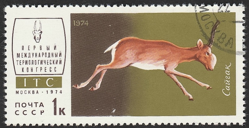 4038 - fauna de la URSS, antilope saiga 