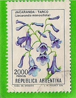 Jacaranda-Tarco