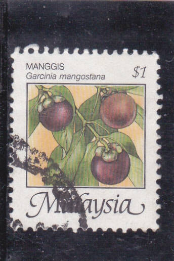 Manggis- Garcinia mangostana