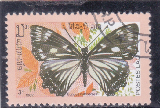 Mariposa