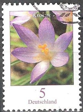 Flores - El azafrán (Crocus).