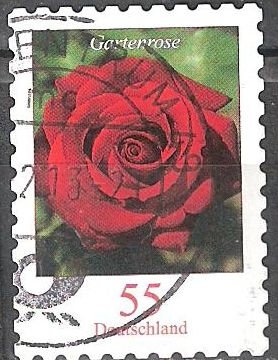 Flores - Rosa de Jardín.