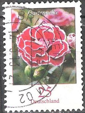 Flores - clavel precioso (Dianthus caryophyllus).