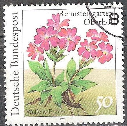 Plantas en Rennsteiggarten, Oberhof (Wulfens Primrose, Primula wulfeniana).   
