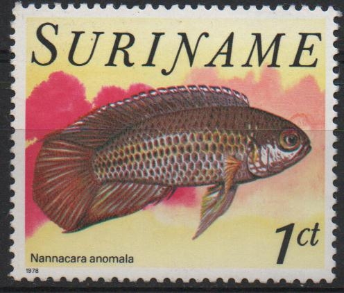 PECES.  NANNACARA  ANOMALA.