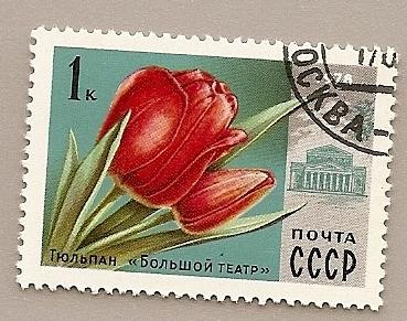 Flores - Tulipán