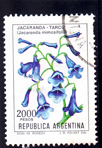 flores- JARANDA-TARCO