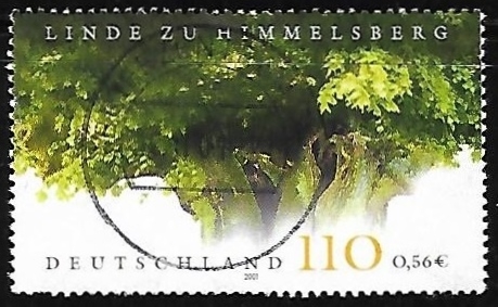 Lime tree at Himmelsberg