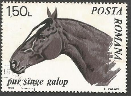 Thoroughbred Horse (Equus ferus caballus)