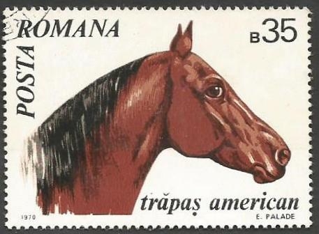 American Trotter Horse (Equus ferus caballus)