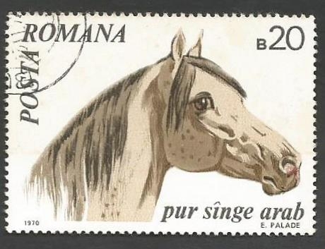 Arabian Horse (Equus ferus caballus)