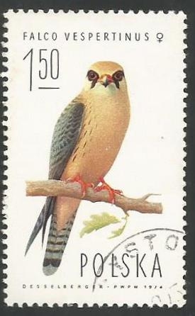 Red-footed Falcon (Falco vespertinus), Female