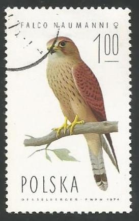 Lesser Kestrel (Falco naumanni), Female