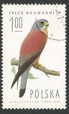 Lesser Kestrel (Falco naumanni), Male