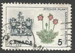 Newfoundland, Pitcher Plant