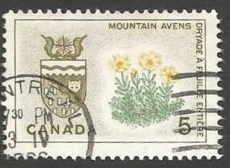 North West Territories, Mountain Avens