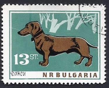 Dachshund (Canis lupus familiaris) (1964)