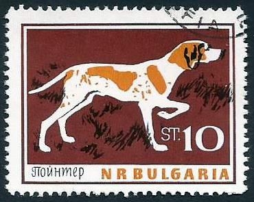 Pointer (Canis lupus familiaris) (1964)