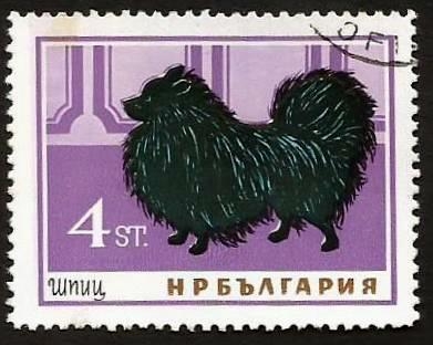 Spitz (Canis lupus familiaris) (1964)
