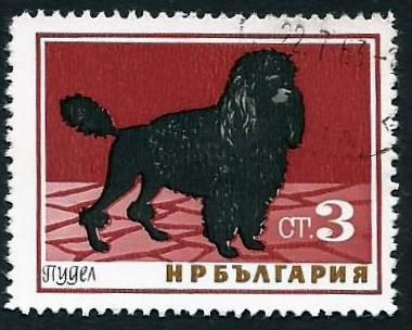 Poodle (Canis lupus familiaris) (1964)