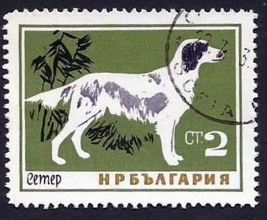 English Setter (Canis lupus familiaris) (1964)