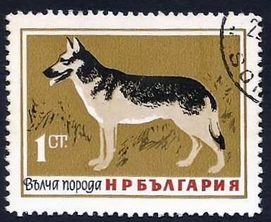 German Shepherd (Canis lupus familiaris) (1964)