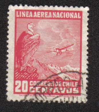 Cóndor andino (Vultur gryphus), avión sobre paisaje