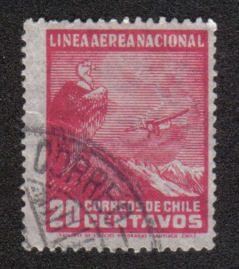 Cóndor andino (Vultur gryphus), avión sobre paisaje
