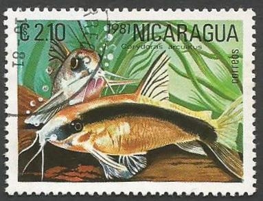 Skunk Corydoras Catfish (Corydoras arcuatus) (1981)