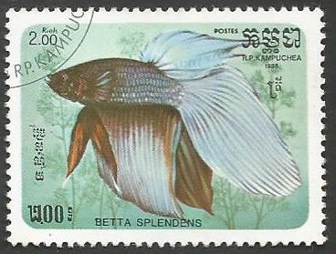 Siamese Fighting Fish (Betta splendens) (1985)