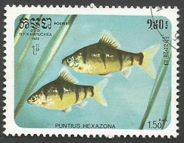 Five-banded Barb (Barbus pentazona) (1985)