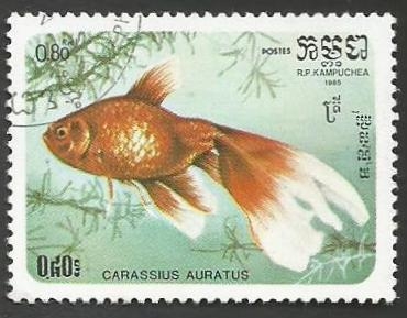 Goldfish (Carassius auratus auratus) (1985)