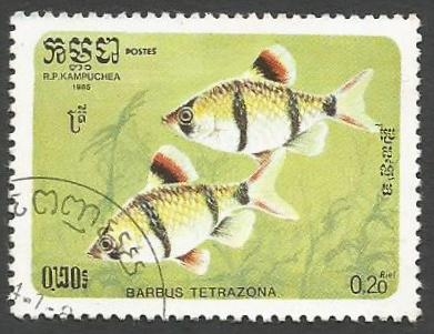Tiger Barb (Barbus tetrazona) (1985)