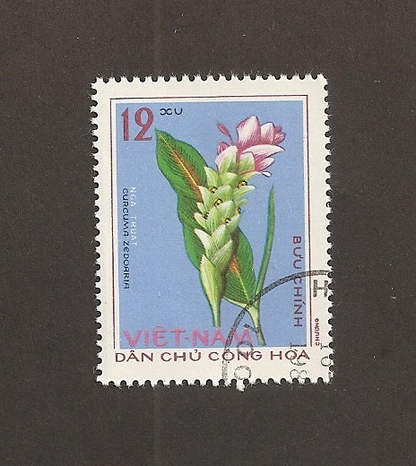 Flor Curcuma