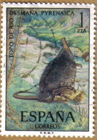 TOPO DE RIO - Fauna Hispanica