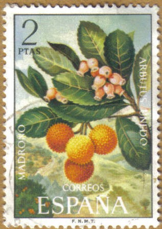 MADROÑO - Flora Hispanica