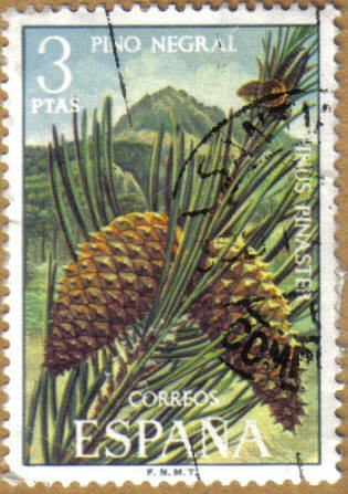 PINO NEGRAL - Flora Hispanica