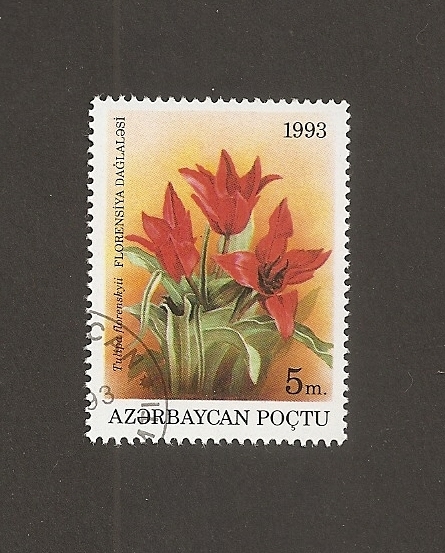 Flor Tulipa  florenskyii
