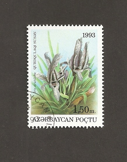 Flor Iris aucutiloba