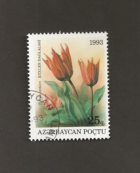 Flor Tulipa eichleri