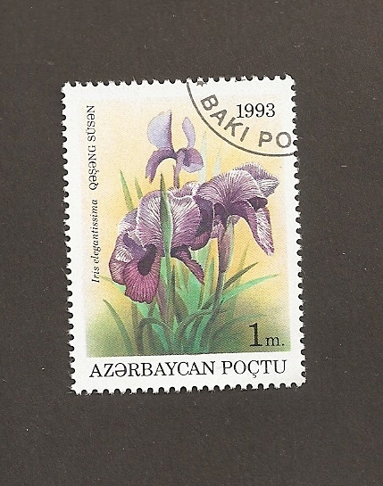 Flor Iris elegantissima
