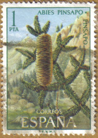 PINSAPO - Flora Hispanica