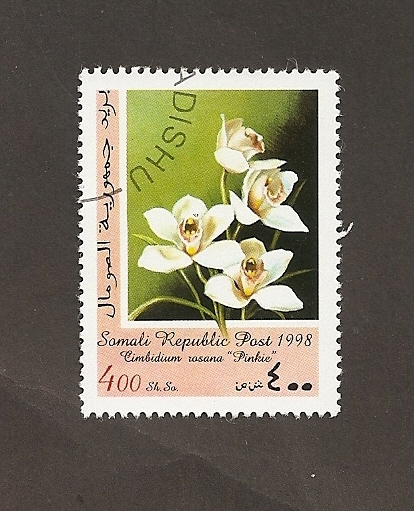 Flor Cimbidium iosana