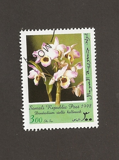 Flor Dendrobium stella