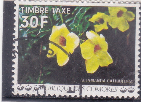 flores- ALLAMANDA 