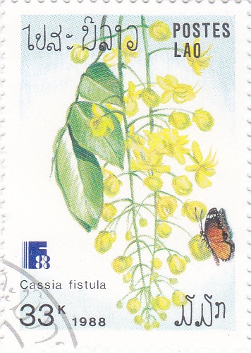 flores- CASSIA FISTULA