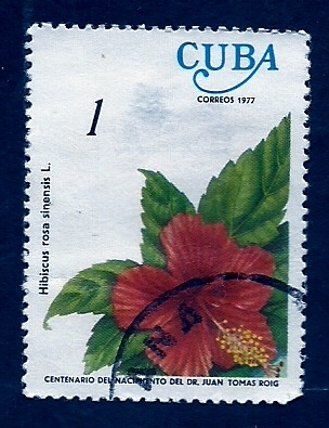 Hibiscus rosa